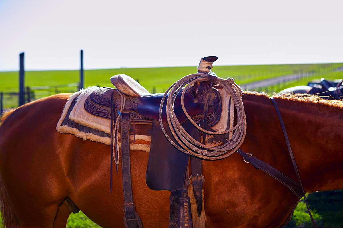 cowboy horse saddle western iStock-Colby Lysne 885786236