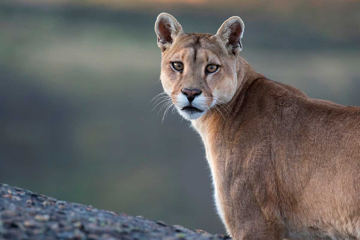 Mountain Lion Cougar iStock-AGAMI stock 1167012829.jpg